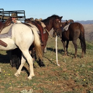 Namibian Wranglers