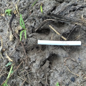 Leopard Track