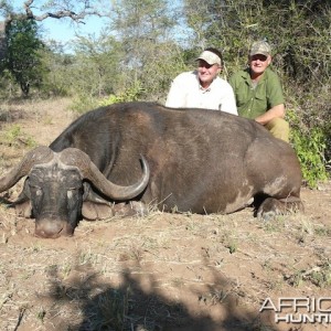 Buffalo taken recently on our Tintshaba concession