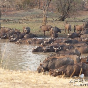 Buffalo herd taking a drink on a dry winter morning