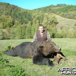 Hunting good Romanian Brown Bear