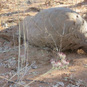 had the rare privilege to see 2 pangolins at Ozondjahe