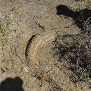 2nd pangolin