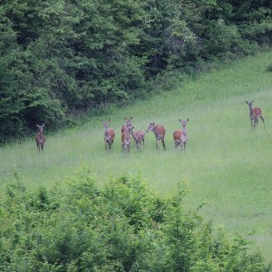 Hunting Romania