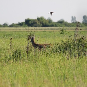 Hunting Romania