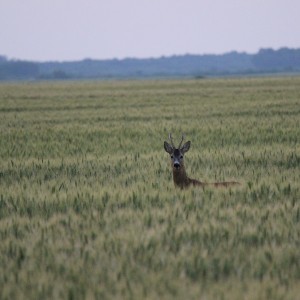 Hunting Romania