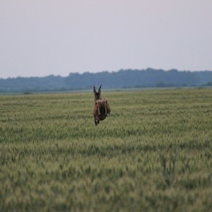 Hunting Romania