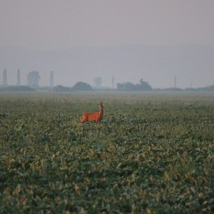 Hunting Romania