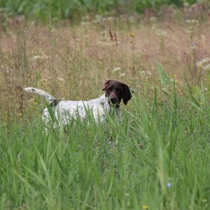 Hunting Romania