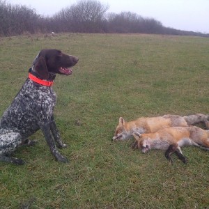 Hunting Fox in Romania