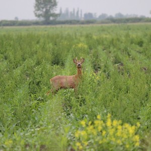 Hunting Roe Deer in Romania