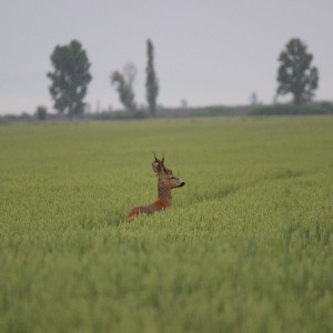 Hunting Roe Deer in Romania