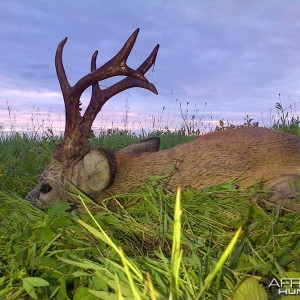 Hunting Roe Deer in Romania