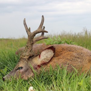 Hunting Roe Deer in Romania