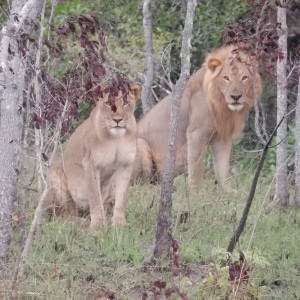 Big Mozambique Cats