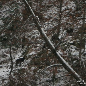 Chamois Hunt in Romania