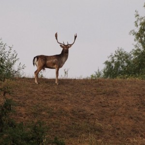 Fallow Deer Hunt in Romania