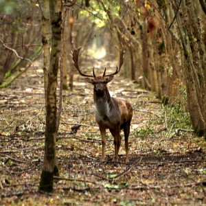 Fallow Deer Hunt in Romania