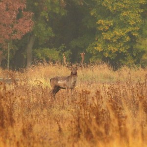 Fallow Deer Romania