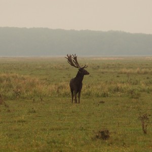 Fallow Deer Romania