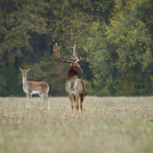 Fallow Deer Romania