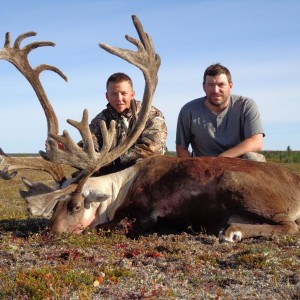 Caribou Manitoba 2012