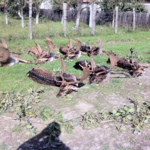 Fallow Deer Hunt in Romania