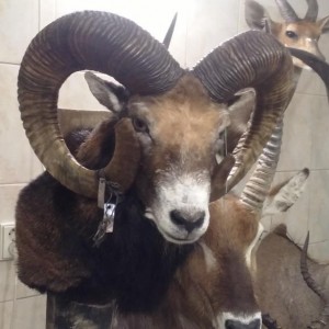 Mouflon Czech Republic