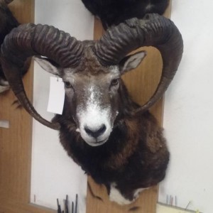 Mouflon Czech Republic Silver