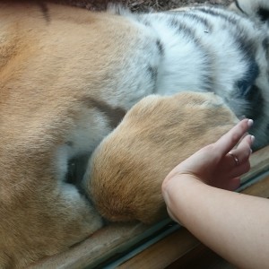 French Zoo St Martin la Plaine. See my daughter's hand ..