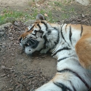 French Zoo St Martin la Plaine. .