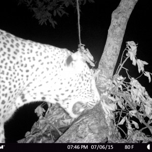 Hunting Leopard in Tanzania with Nathan Askew of Bullet Safaris