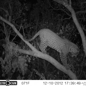 Hunting Leopard in Tanzania with Nathan Askew of Bullet Safaris