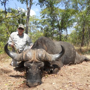 Cape Buffalo