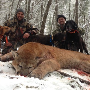 Cougar hunt in British Columbia Canada