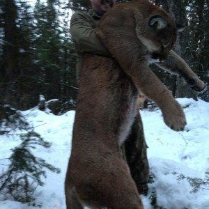 Cougar hunt in British Columbia Canada