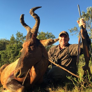 red hartebeest