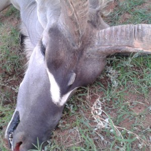 Three Horned Kudu