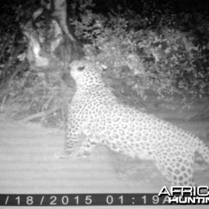 Hunting Leopard Westfalen Hunting Safaris in Namibia