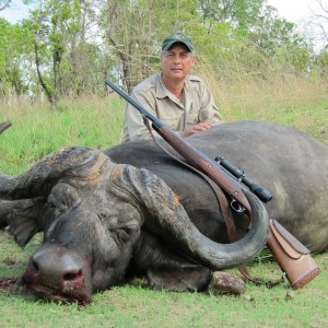 Cape Buffalo