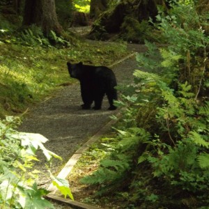 Bear New fishing partner