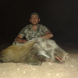 bushpig shot by a client