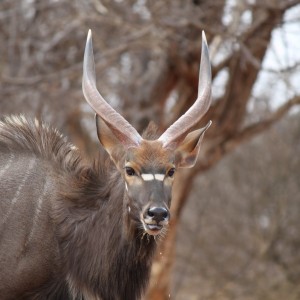 Nyala Limcroma Safaris