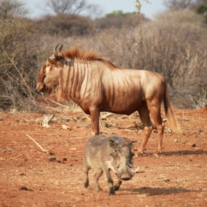 Golden Phase Wildebeest Limcroma Safaris