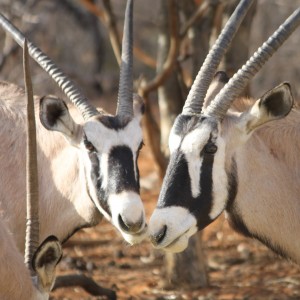 Gemsbok Limcroma Safaris