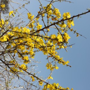 Spring time in the bush Limcroma Safaris