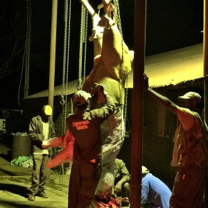 Late night at the skinning barn Limcroma Safaris