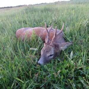 300gr. Roe Deer