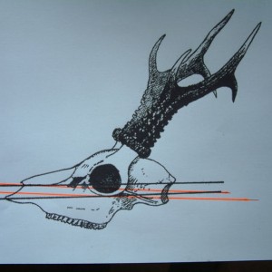 CIC Roe Deer Measuring Guide