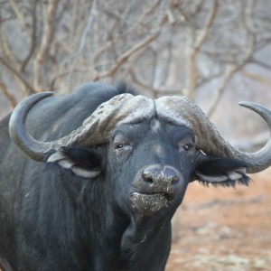 Hard-bossed Cape Buffalo Limcroma 2015